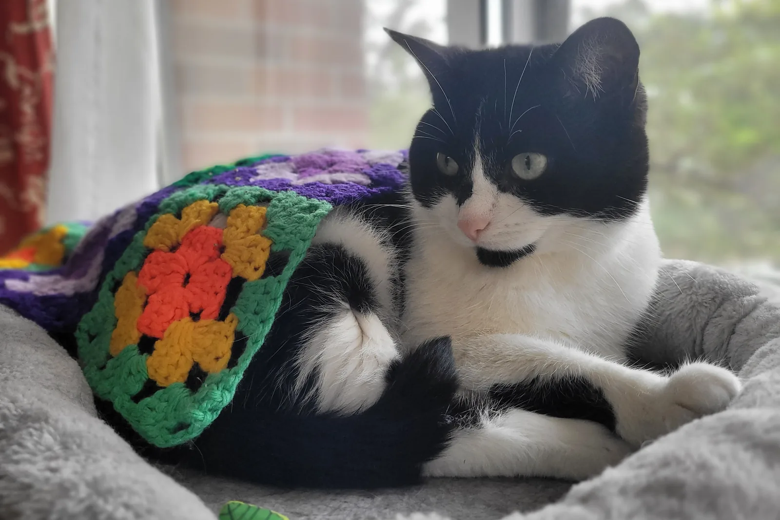 A tuxedo cat lounging by a window.