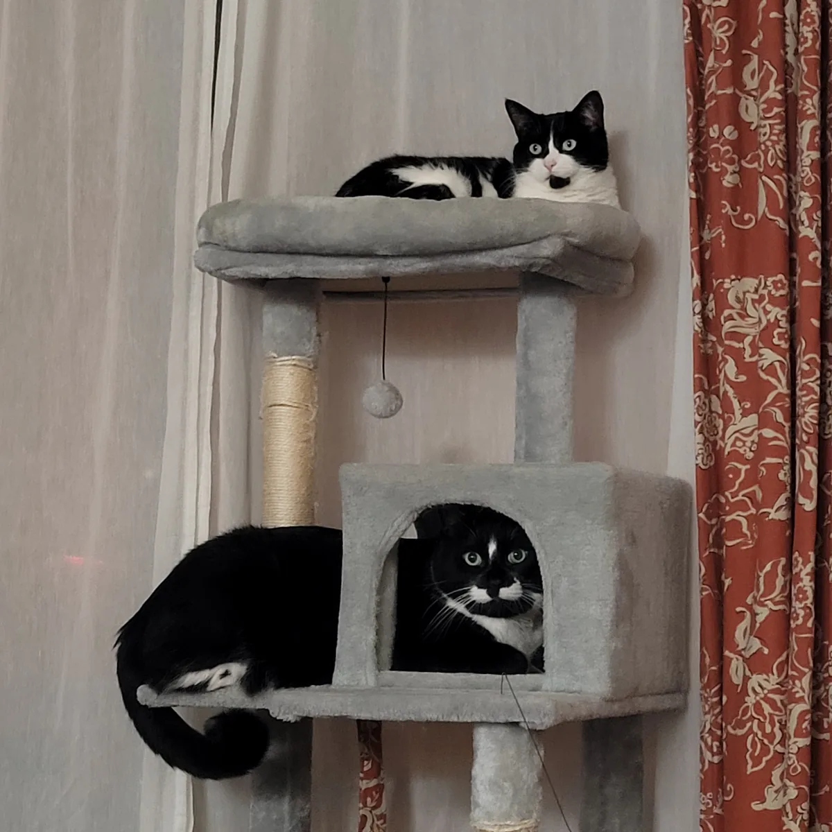 Two tuxedo cats on a cat tree.