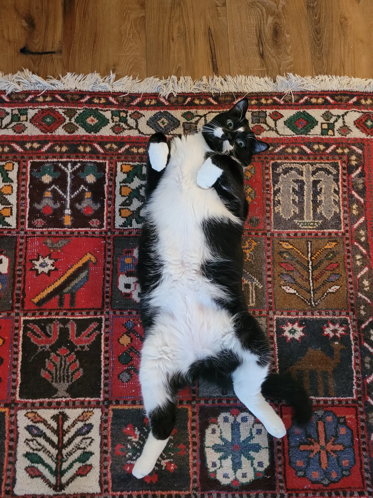 A tuxedo cat lying on a patterned rug.
