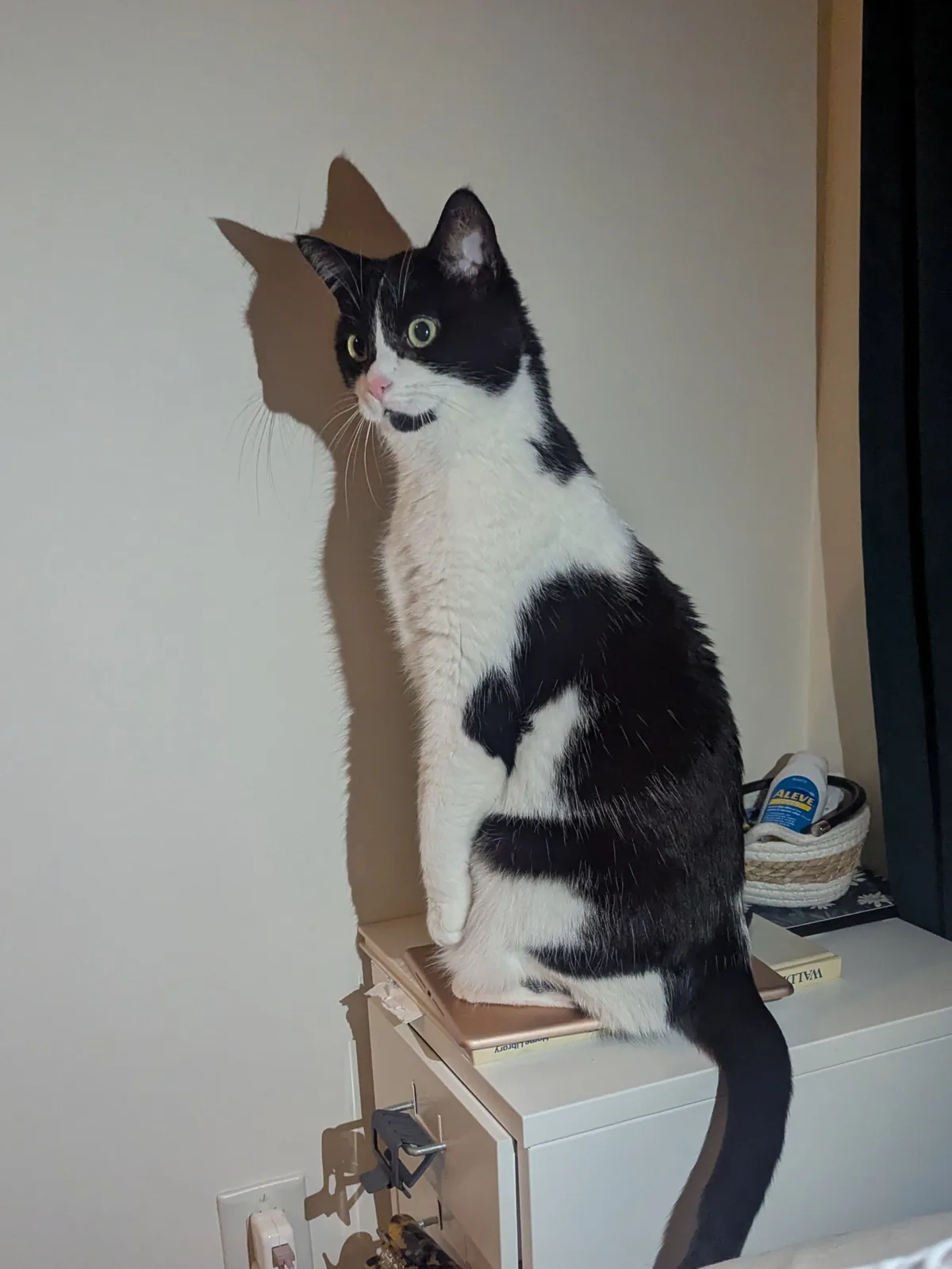 Kiki sitting upright with a sharp shadow behind her.
