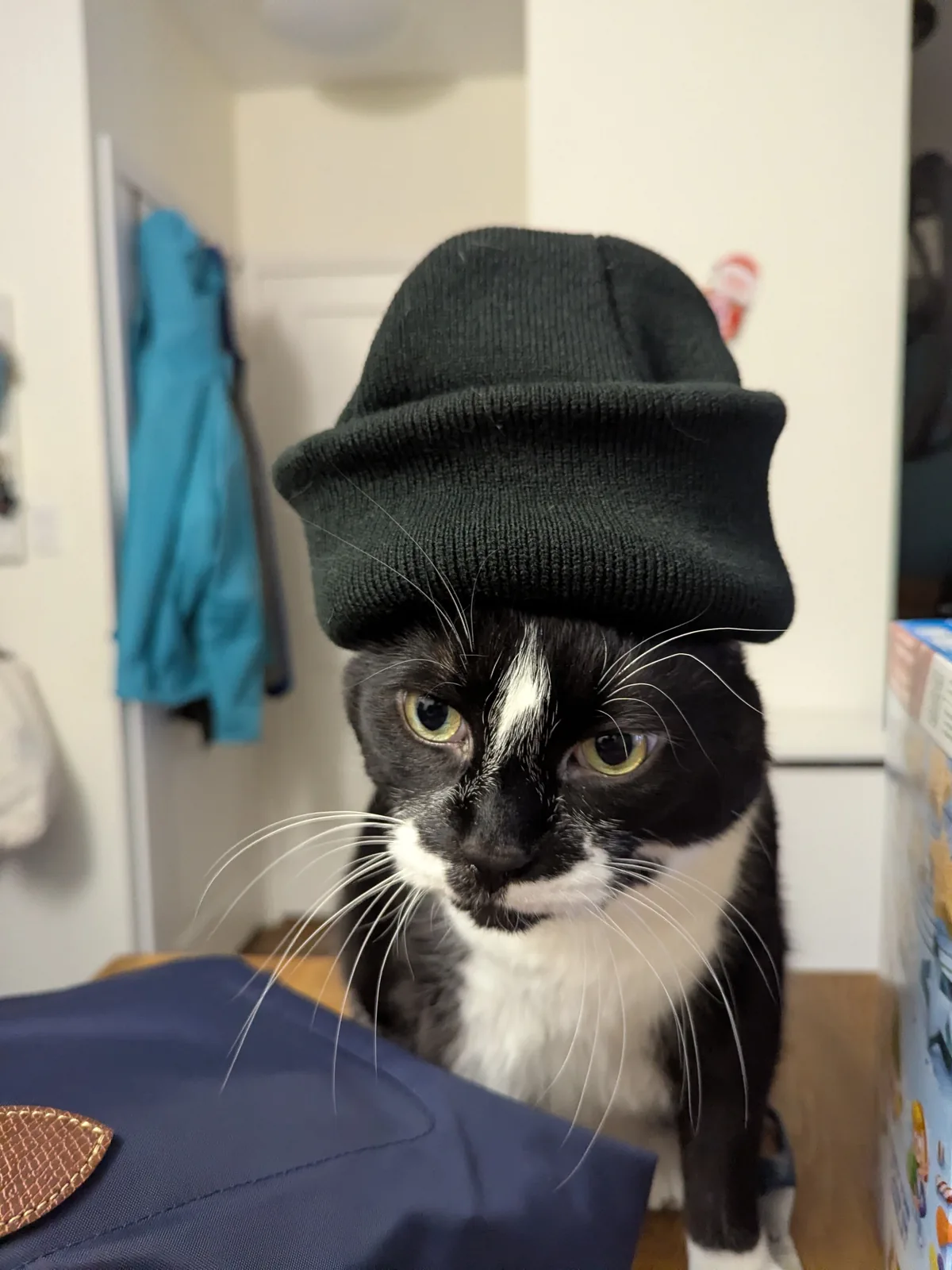 A tuxedo cat wearing a dark knit hat.