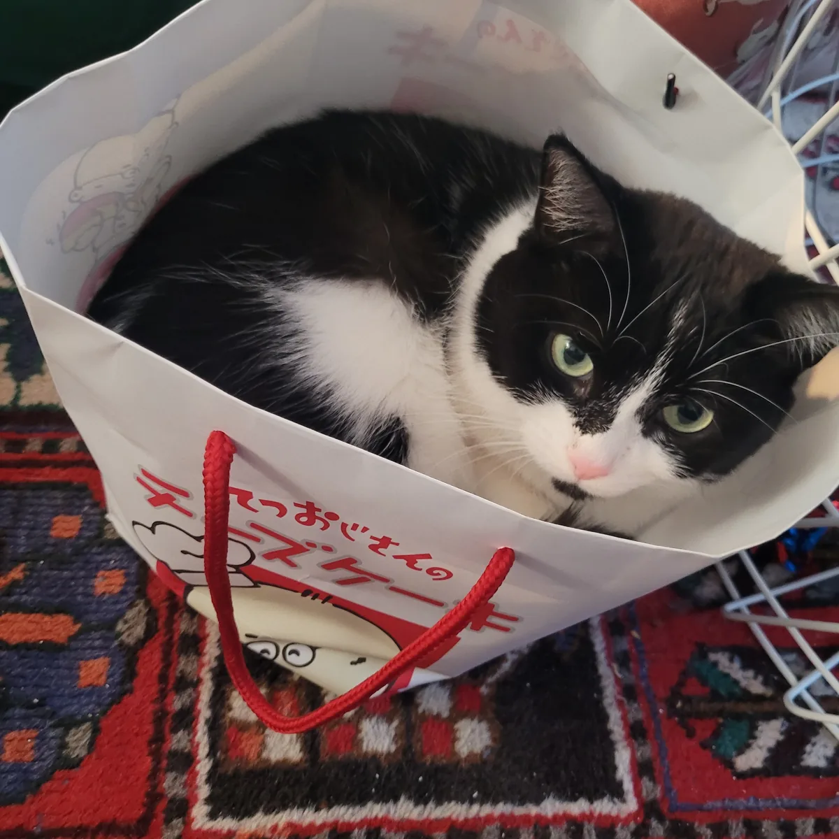 A tuxedo cat sitting inside a paper bag.