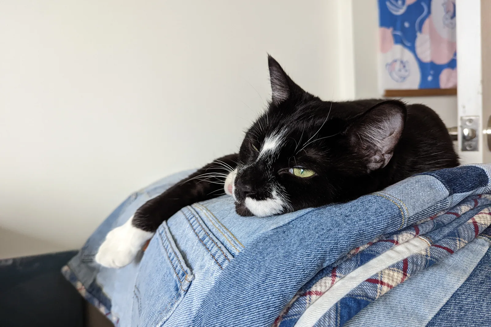 A tuxedo cat resting on folded clothes.