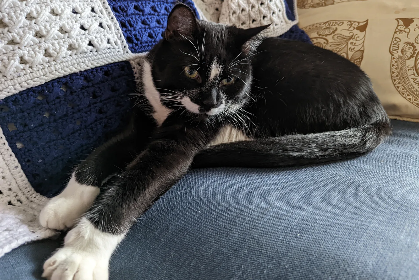 A tuxedo cat relaxing on a couch.
