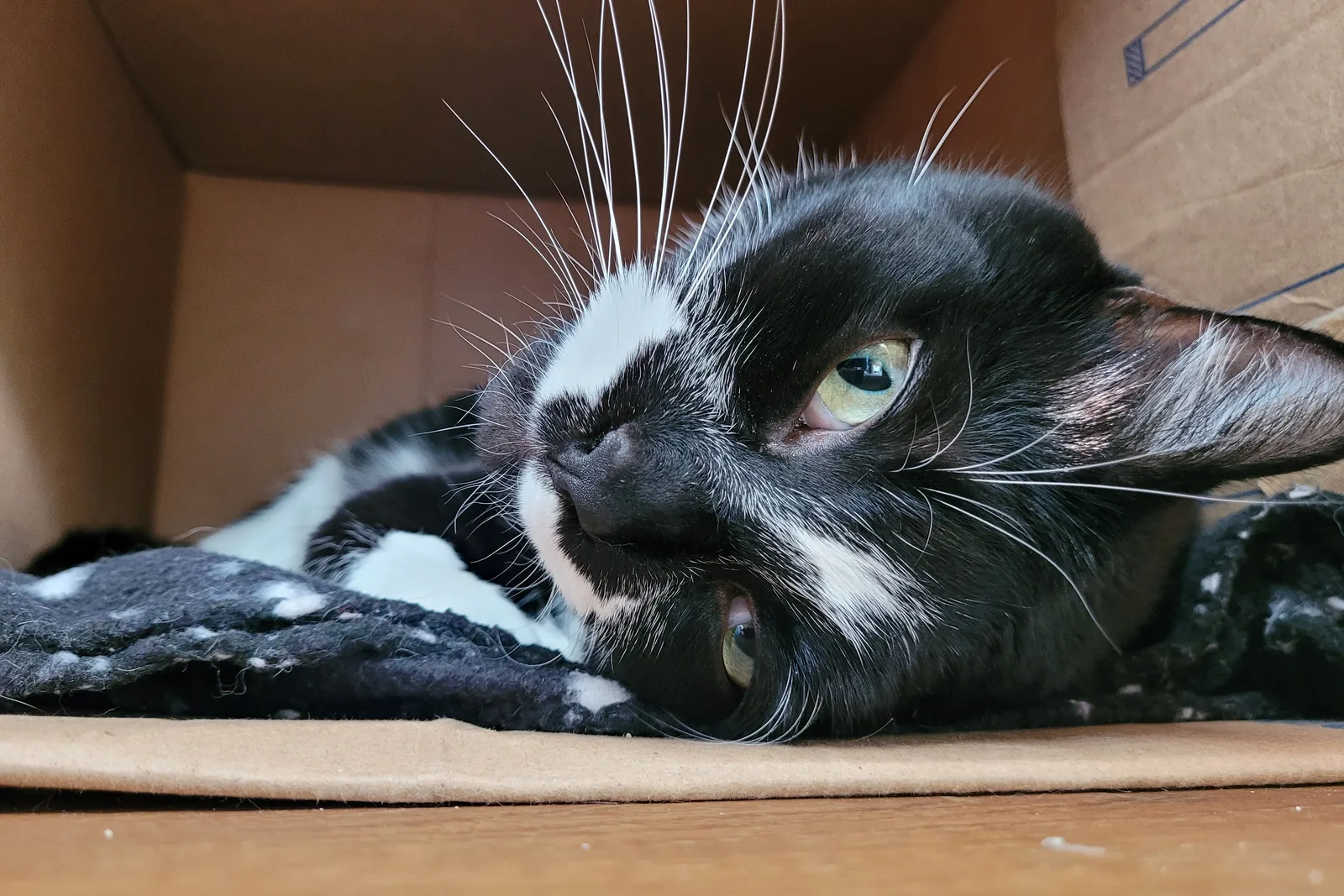 A tuxedo cat lying inside a cardboard box.